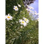 Profile Picture of Philip Gonzalez (@swindya) on Instagram