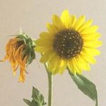 🐝they/them - Instagram Profile Picture of 🐝they/them (@birenep) on Instagram