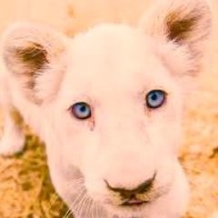 Profile Picture of Joe Said "Vote For Someone Else". Good Idea! (@GeePaudler) on Twitter