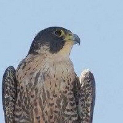 Profile Picture of NemesisBird.com (@NemesisBird) on Twitter