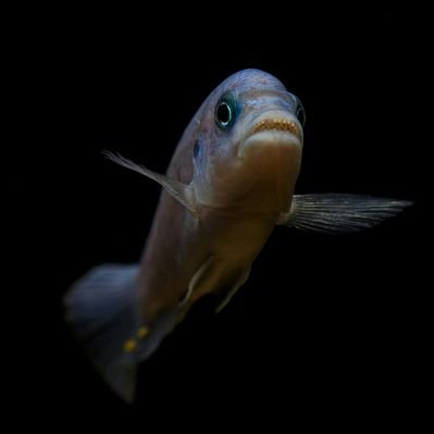 Profile Picture of Brian Stalter (@SpydersCichlids) on Twitter