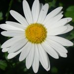 Profile Picture of Patricia Bacon (@sugarspiceatn) on Instagram