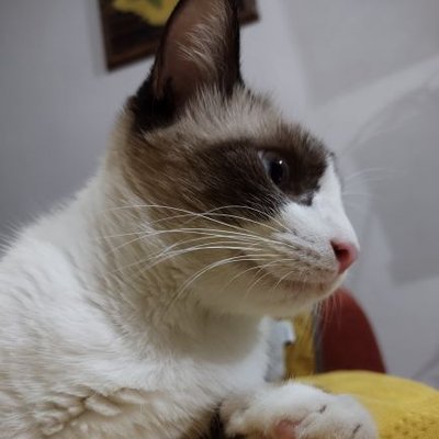 Profile Picture of Monika Zamudio (@monika_zamudio) on Twitter