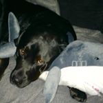 Profile Picture of Paul Walker (@busterthedo9) on Instagram