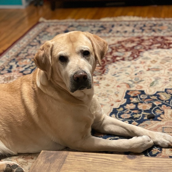 Profile Picture of Shayla Labossiere (@shaylalabossier) on Poshmark