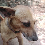 Profile Picture of Andrew Rennieン (@andrewrennie7177) on Youtube