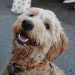 Profile Picture of Bailey Ocho Hoag (@bailey.the.whoodle) on Instagram
