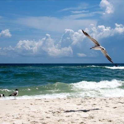 Profile Picture of Nancy Tropical Winds 801 (@Winds801) on Twitter