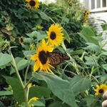 Profile Picture of Kiersten Peterson (@sweetp_designs) on Instagram