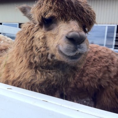 Profile Picture of Satoshi Imuta (@hormon0312) on Twitter