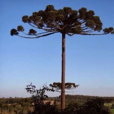 Profile Picture of ANA PAULA DIONISIO SILVA (@ANAPAULADIONIS3) on Twitter