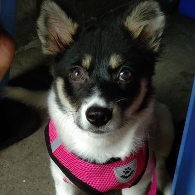 Renz Paul Celeste - Twitter Profile Picture of Renz Paul Celeste (@RenzCeleste) on Twitter