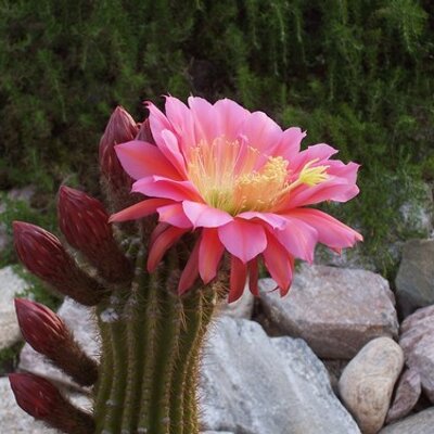 Profile Picture of Paul Grimshaw (@Desertweets) on Twitter