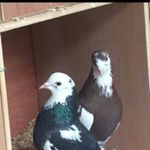 Darren Welsh - Instagram Profile Picture of Darren Welsh (@darren.welsh.731) on Instagram