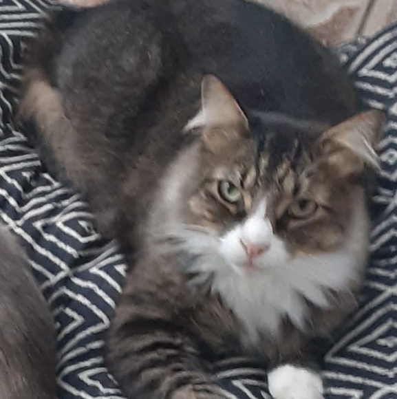 Profile Picture of Marselo Varona (@marselo116) on Poshmark