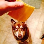 Profile Picture of Chase Borganelli (@7chasingthechase7) on Instagram