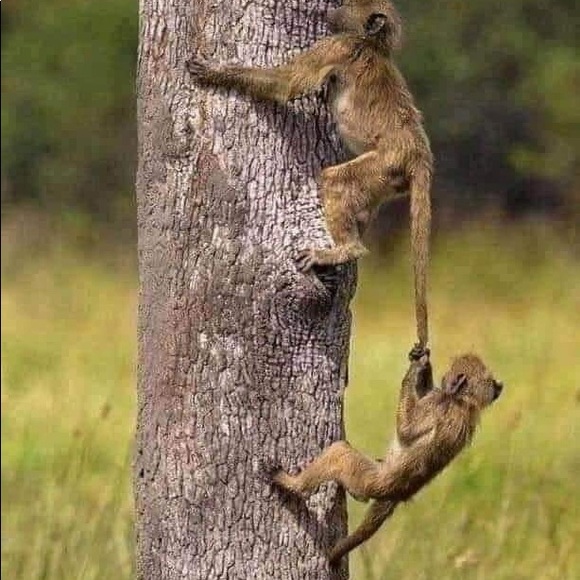 Profile Picture of Willy Matonsi (@wmat) on Poshmark