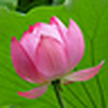 Profile Picture of Van Hoan Dinh (@vanhoan_dinh) on Flickr