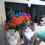 Profile Picture of Janice Wareing (@janice.wareing) on Facebook