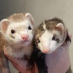 Profile Picture of Marshall & Lilly (@marshall.furao) on Instagram