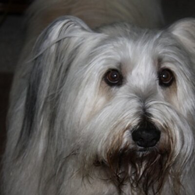 Profile Picture of Bob Ruhl (@CappaCorallo) on Twitter