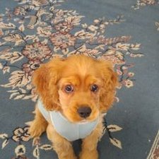 Profile Picture of Kirby (@KirbyMaeTweets) on Twitter