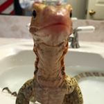 Profile Picture of Elliott James (@elliott_thequince) on Instagram