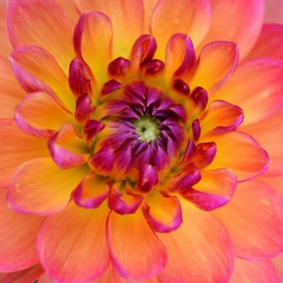 Profile Picture of Lisa Lowe (@sesanstar) on Poshmark