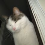 Profile Picture of julia kozma (@juliakozma11) on Instagram