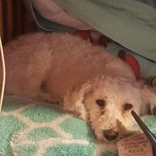 Profile Picture of Amy Isabel Govea (@govea_amy1) on Twitter