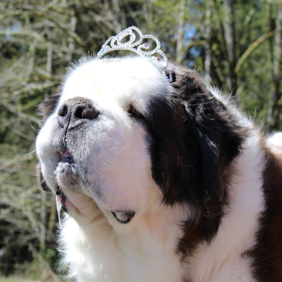 Profile Picture of Tammy Eltrich (@saintbernardhug) on Poshmark