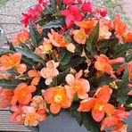 Profile Picture of Annette Bicknese (@Annette-Bicknese) on Facebook