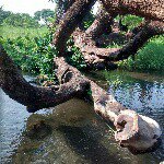 Profile Picture of Corina Monge (@mongecori) on Instagram