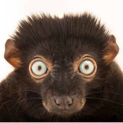 Profile Picture of Adam McCaffrey (@goofybjorn) on Twitter