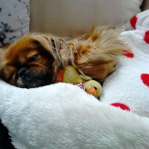 Profile Picture of Marc Lustig (@lustig_marc) on Twitter