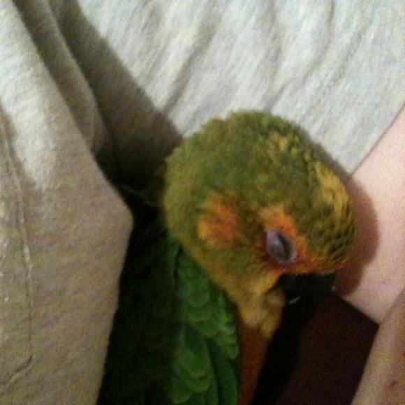 Profile Picture of Nikki Cekala (@rabidsquirrl) on Poshmark