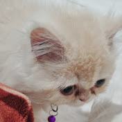 Profile Picture of Akee (@Akee1562) on Youtube