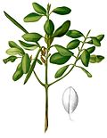Profile Picture of Ceriopson Wikipedia