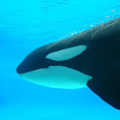 Profile Picture of JSM (@chadream) on Twitter