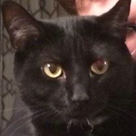 Profile Picture of Brandon Bisson (@brandonbisson1994) on Flickr