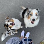 Profile Picture of Theo(linchen) & Lexie(lein) (@lieblingsaussies) on Instagram