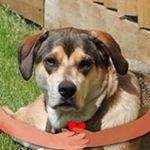 Profile Picture of Richard Crouch (@richard.crouch.1238) on Instagram