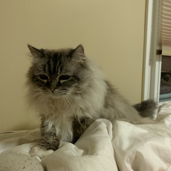 Profile Picture of Marilyn Blakewood (@talkativeblue) on Poshmark