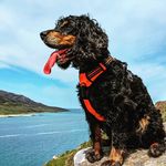 Profile Picture of John Esson (@chonboy89) on Instagram