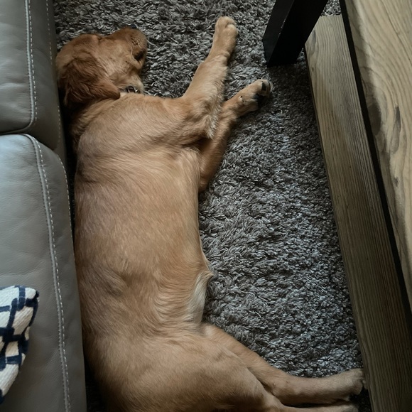 Profile Picture of Jordana Arcand (@j_arcand) on Poshmark