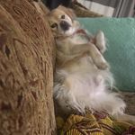 Profile Picture of Adam Barrios (@adamthedog_) on Instagram