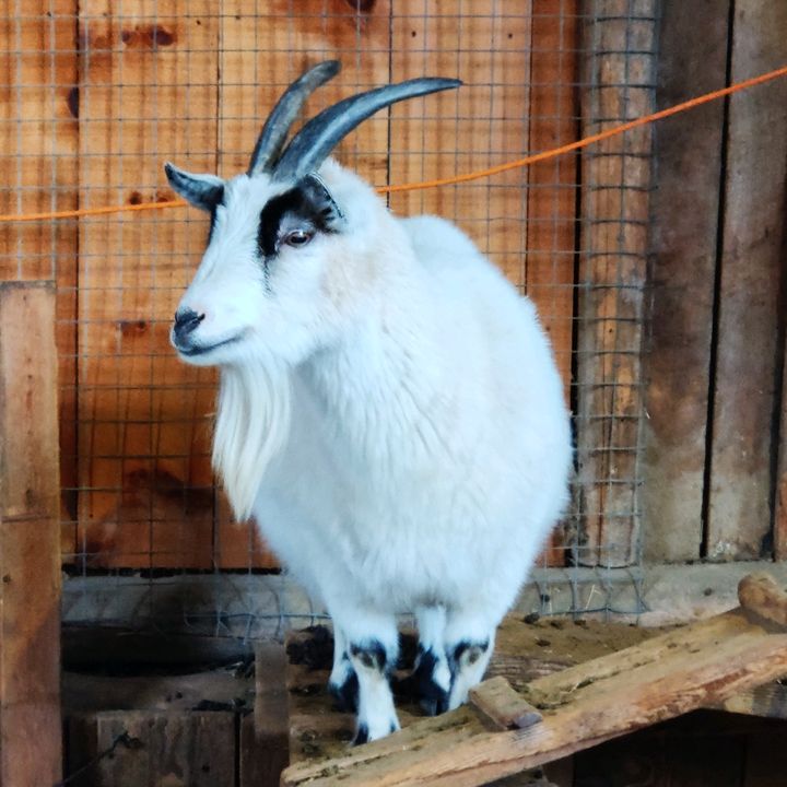 Profile Picture of George Bachour (@george.bachour) on Tiktok