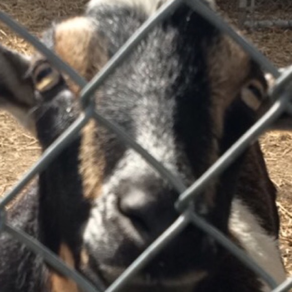 Profile Picture of Lily Ruiz (@lilituiz18) on Poshmark