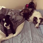 Profile Picture of Foster&Buck🐾 (@youherdus) on Instagram