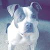 Profile Picture of Chris Freitas (@@chrisfreitas3) on Tiktok